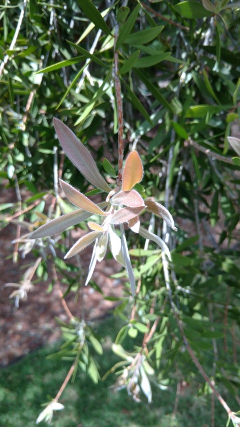 Callistemon citrinus plantplacesimage20161223_141327.jpg