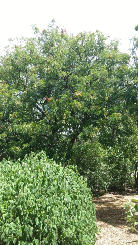 Caesalpinia spinosa plantplacesimage20161223_141712.jpg