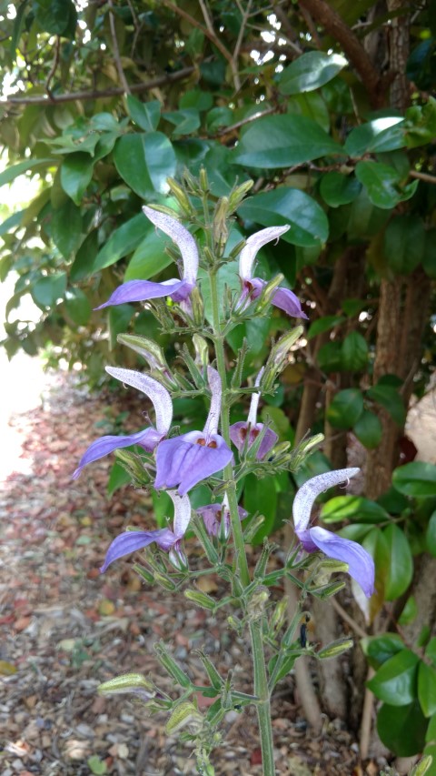 Brilliantasia subulugurica plantplacesimage20161223_142124.jpg