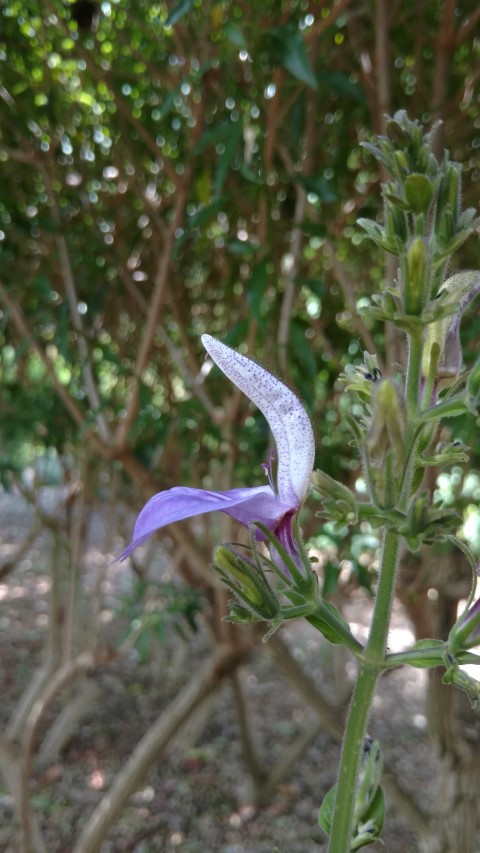 Brilliantasia subulugurica plantplacesimage20161223_142146.jpg