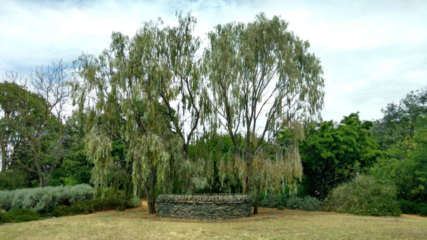 Acacia pendula plantplacesimage20161223_142700.jpg