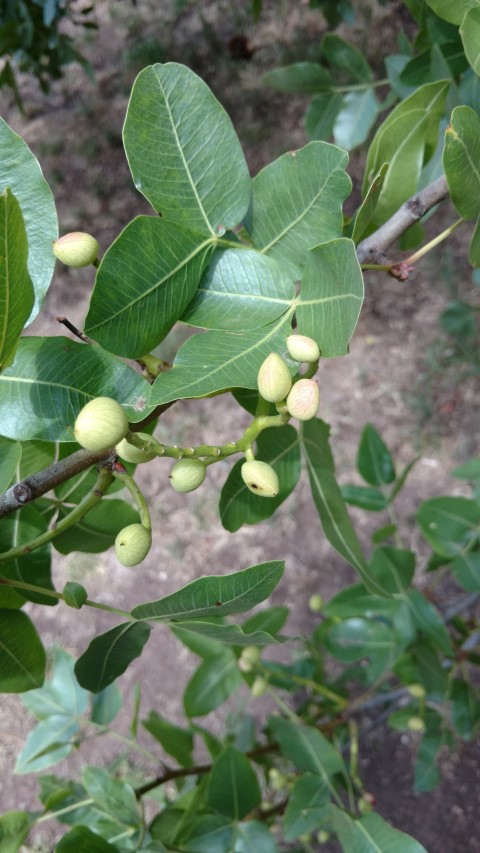 Pistacia atlantica plantplacesimage20161223_142907.jpg