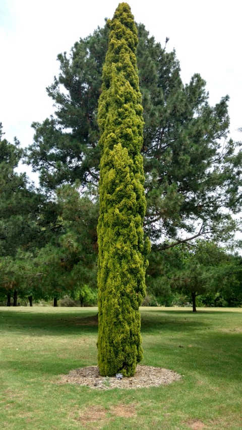 Cupressus sempervirens plantplacesimage20161223_143318.jpg