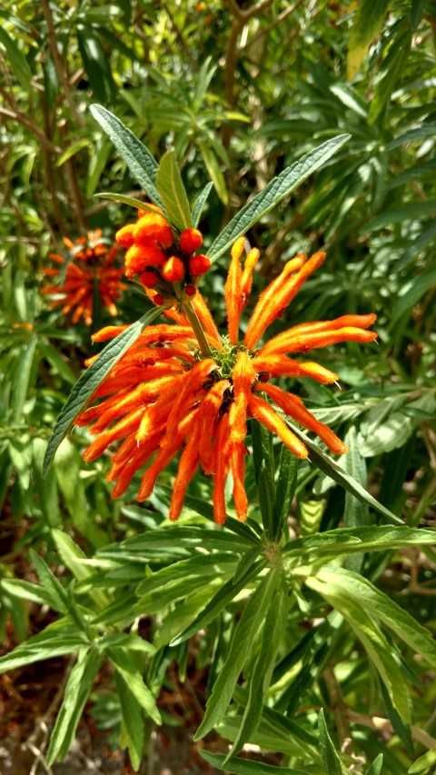 Leonotis leonurus plantplacesimage20161223_144213.jpg