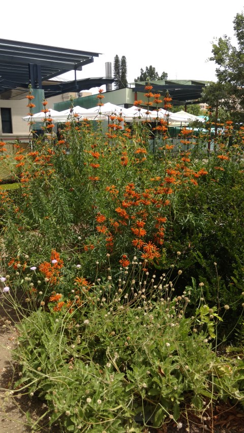 Leonotis leonurus plantplacesimage20161223_144233.jpg