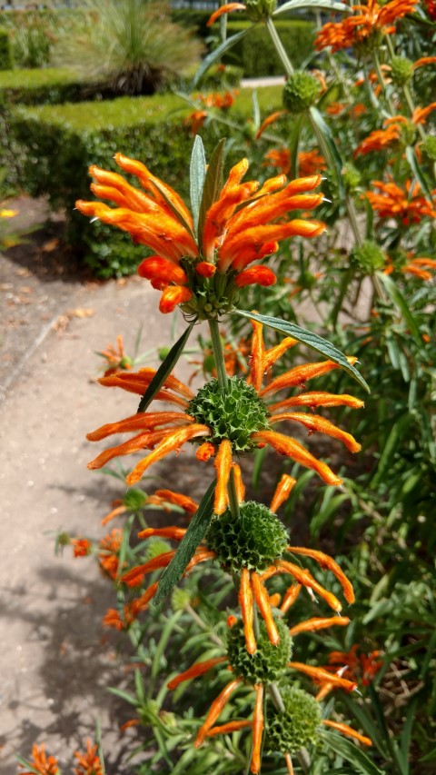 Leonotis leonurus plantplacesimage20161223_144248.jpg