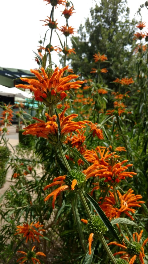 Leonotis leonurus plantplacesimage20161223_144305.jpg