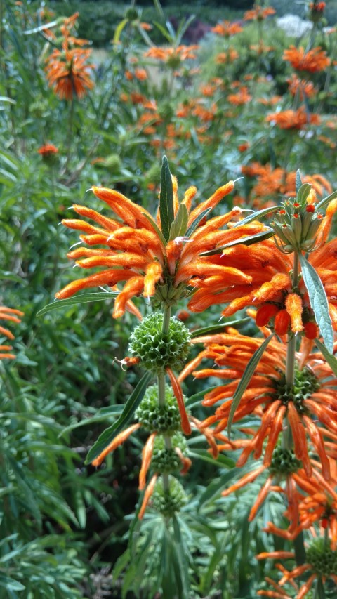 Leonotis leonurus plantplacesimage20161223_144325.jpg