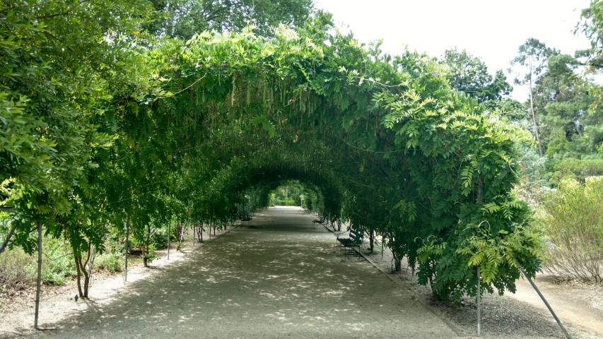 Wisteria floribunda plantplacesimage20161223_145349.jpg