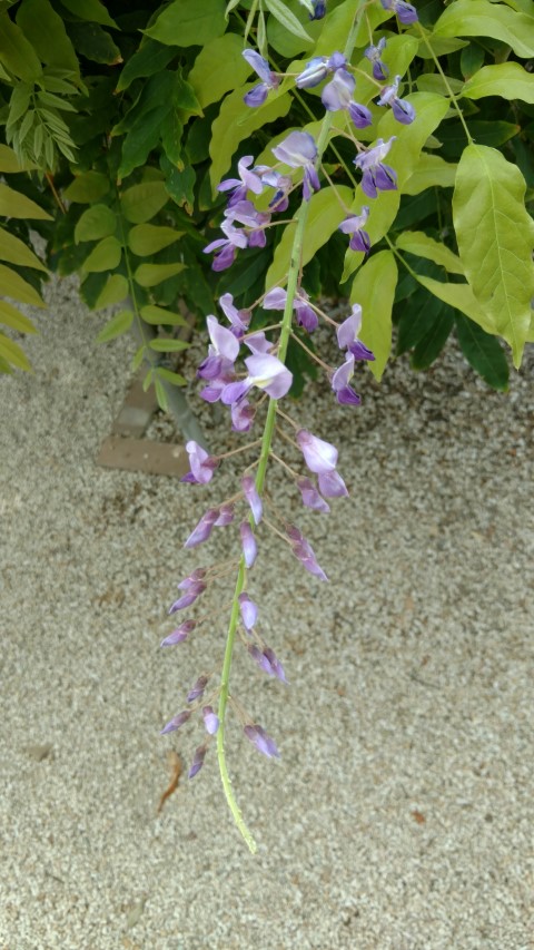 Wisteria floribunda plantplacesimage20161223_145429.jpg