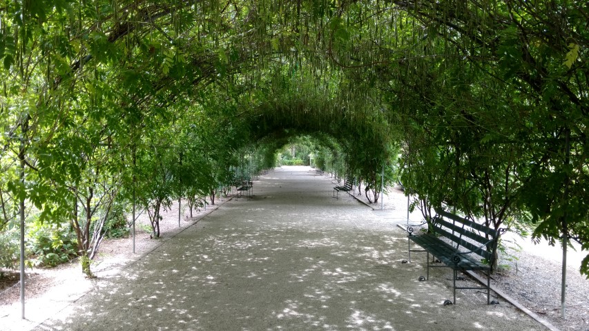 Wisteria floribunda plantplacesimage20161223_145440.jpg