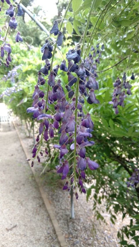 Wisteria sinensis plantplacesimage20161223_145606.jpg