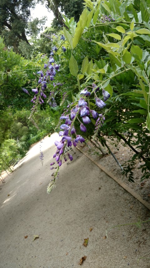 Wisteria sinensis plantplacesimage20161223_145619.jpg