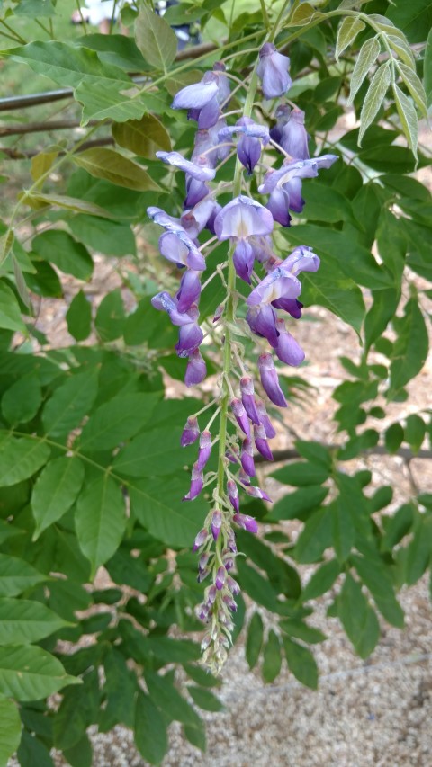 Wisteria sinensis plantplacesimage20161223_145634.jpg