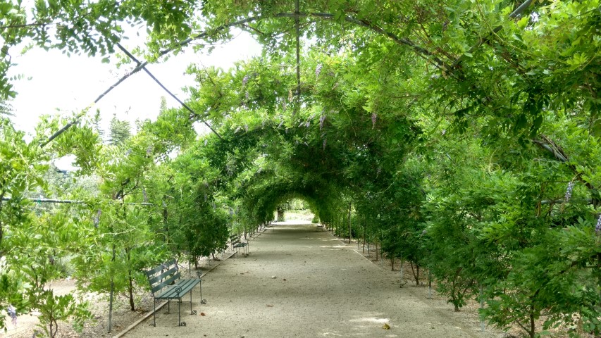 Wisteria sinensis plantplacesimage20161223_145645.jpg