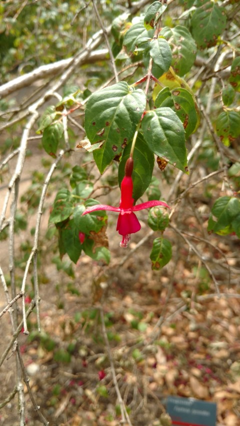 Fuchsia lycioides plantplacesimage20161223_145758.jpg