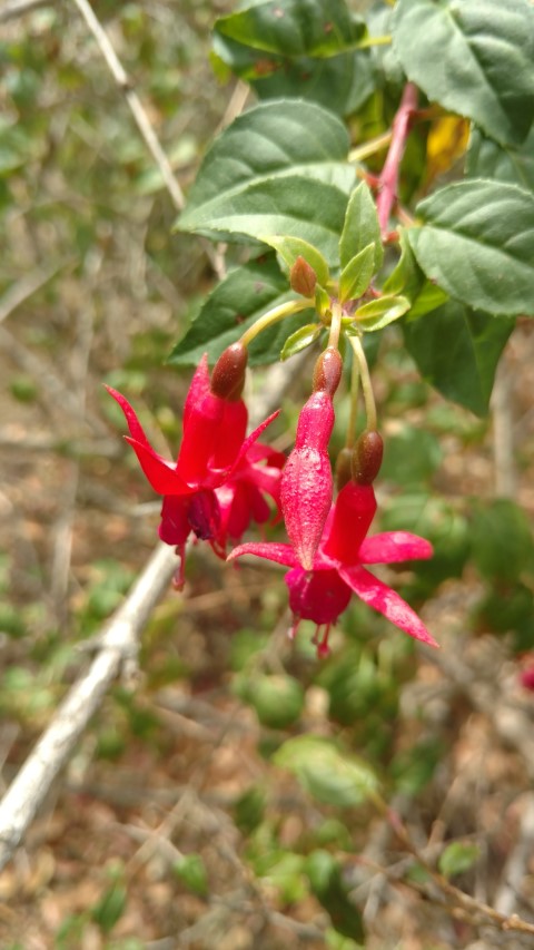 Fuchsia lycioides plantplacesimage20161223_145808.jpg