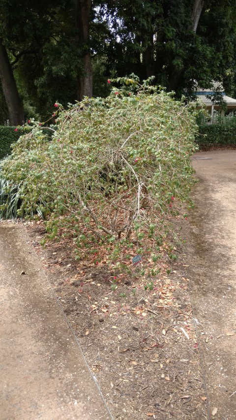 Fuchsia lycioides plantplacesimage20161223_145831.jpg