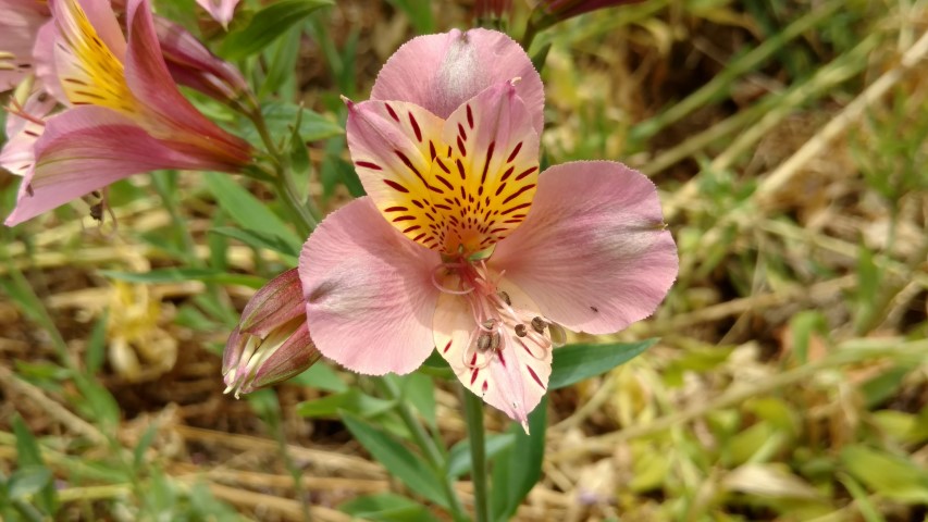 Alstroemeria stapraimil plantplacesimage20161223_145955.jpg