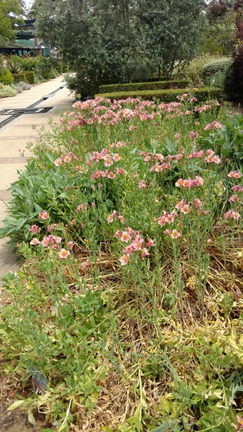 Alstroemeria stapraimil plantplacesimage20161223_150017.jpg