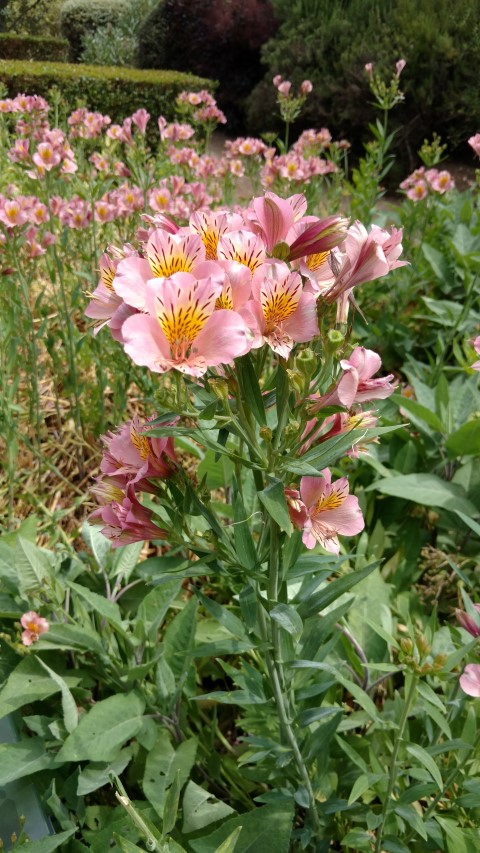 Alstroemeria stapraimil plantplacesimage20161223_150027.jpg