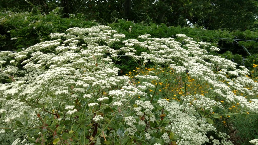 Eriogonum giganteum plantplacesimage20161223_150139.jpg