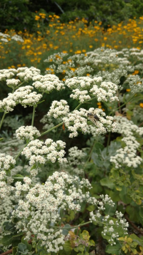 Eriogonum giganteum plantplacesimage20161223_150156.jpg