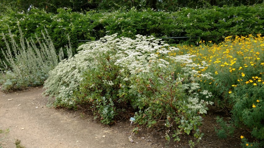 Eriogonum giganteum plantplacesimage20161223_150210.jpg