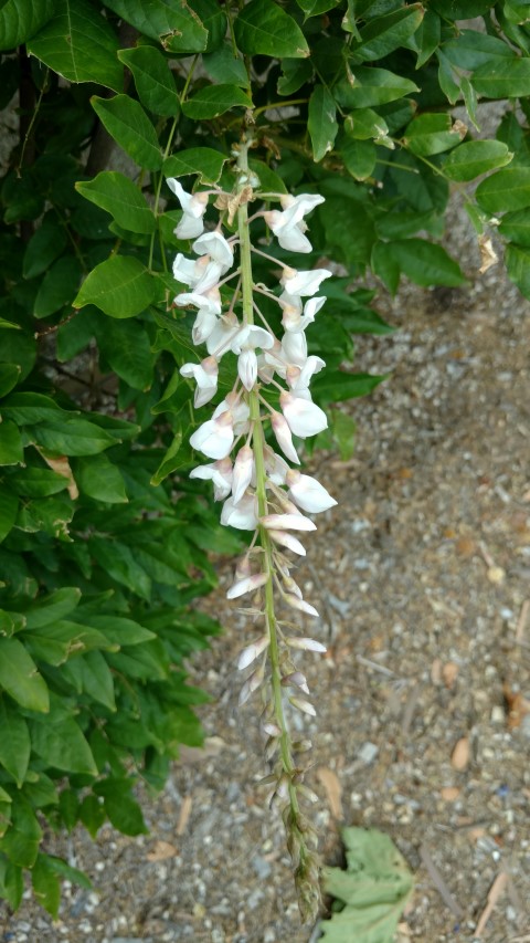 Wisteria sinensis plantplacesimage20161223_150301.jpg