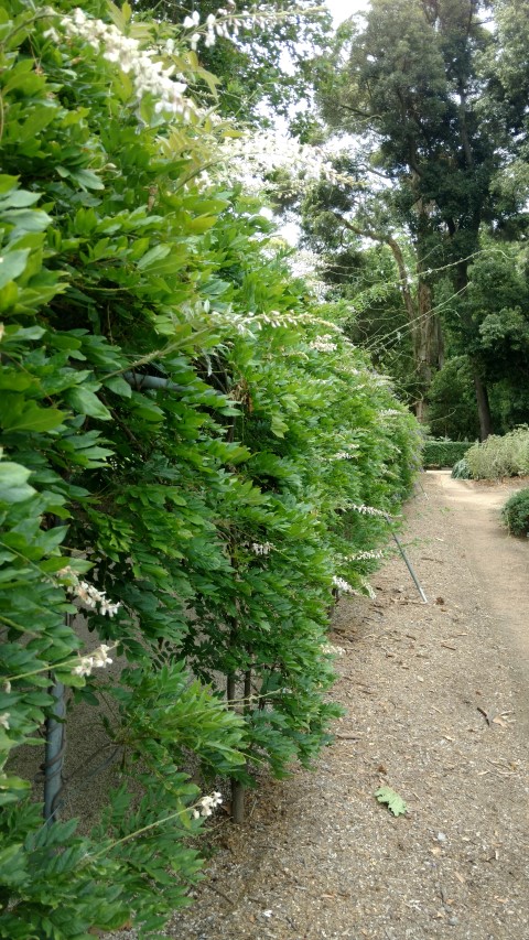 Wisteria sinensis plantplacesimage20161223_150320.jpg