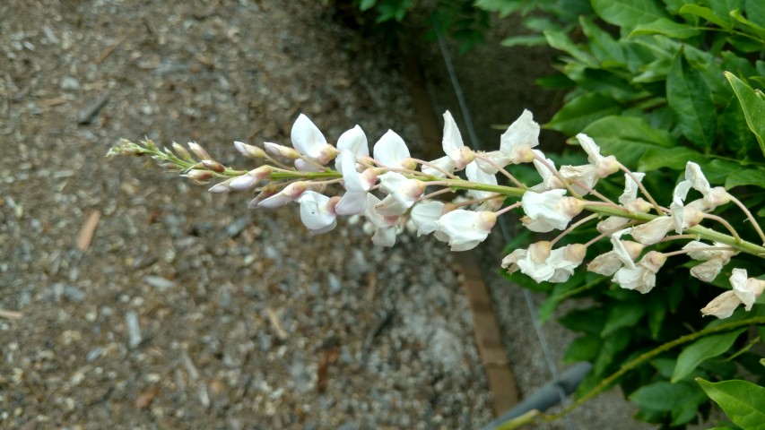 Wisteria sinensis plantplacesimage20161223_150337.jpg