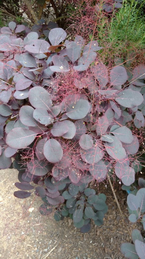 Cotinus coggygria plantplacesimage20161223_150424.jpg