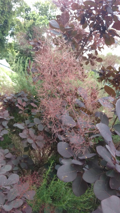 Cotinus coggygria plantplacesimage20161223_150435.jpg