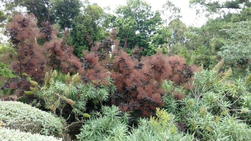 Cotinus coggygria plantplacesimage20161223_150447.jpg