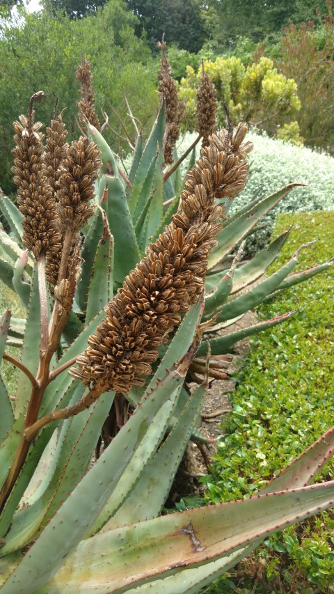 Aloe ferox plantplacesimage20161223_150619.jpg