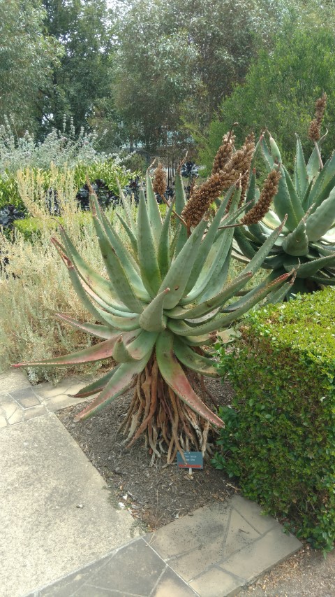 Aloe ferox plantplacesimage20161223_150633.jpg