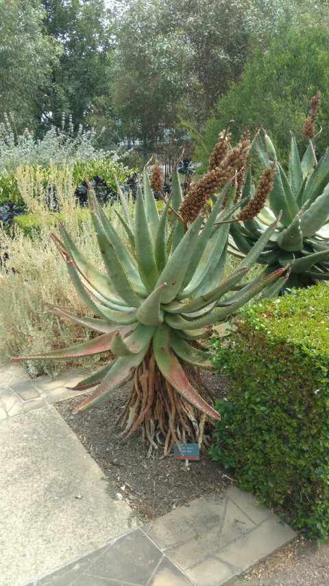 Aloe ferox plantplacesimage20161223_150633.jpg