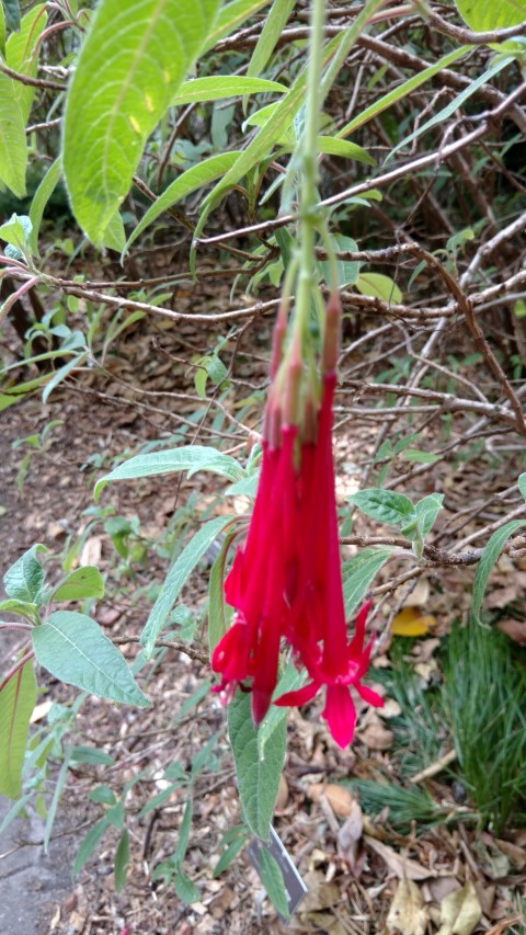 Fuchsia boliviana plantplacesimage20161223_151515.jpg