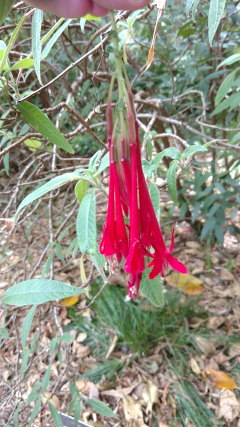 Fuchsia boliviana plantplacesimage20161223_151529.jpg