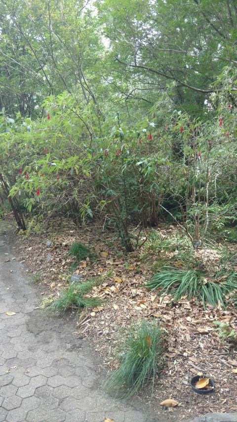 Fuchsia boliviana plantplacesimage20161223_151614.jpg