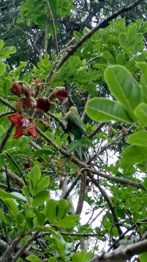 Kigelia pinnata plantplacesimage20161223_181036.jpg