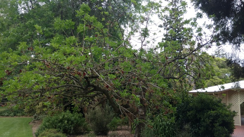 Kigelia pinnata plantplacesimage20161223_181050.jpg