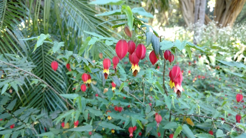 Abutilon megapotanicum plantplacesimage20161224_095111.jpg