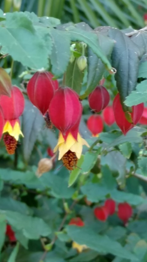 Abutilon megapotanicum plantplacesimage20161224_095137.jpg