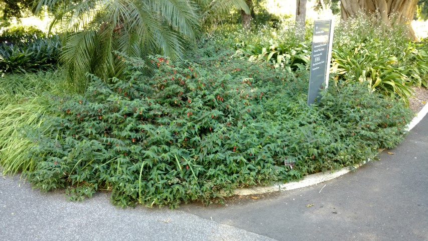 Abutilon megapotanicum plantplacesimage20161224_095247.jpg