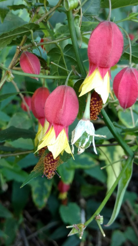 Abutilon megapotanicum plantplacesimage20161224_095301.jpg