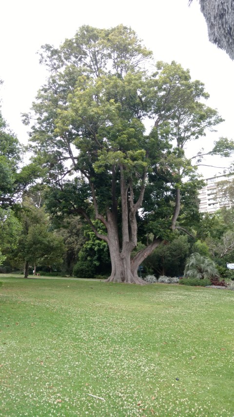 Argyrodendron actinophyllum plantplacesimage20161226_124239.jpg