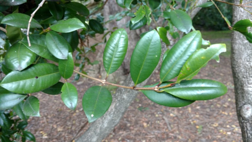 Syzygium paniculatum plantplacesimage20161226_124819.jpg