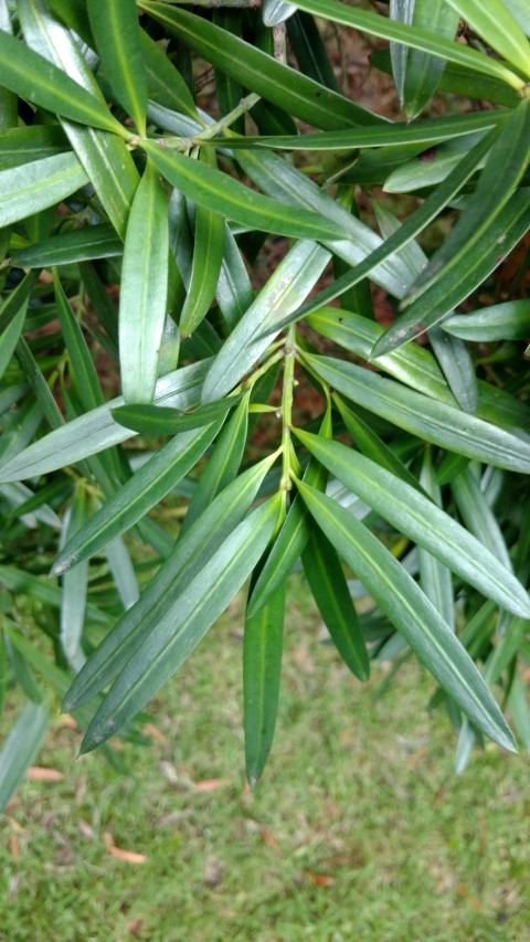 Podocarpus elatus plantplacesimage20161226_125009.jpg