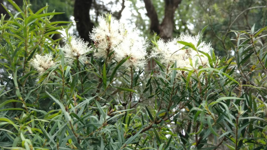 Melaleuca linariifolia plantplacesimage20161226_125030.jpg